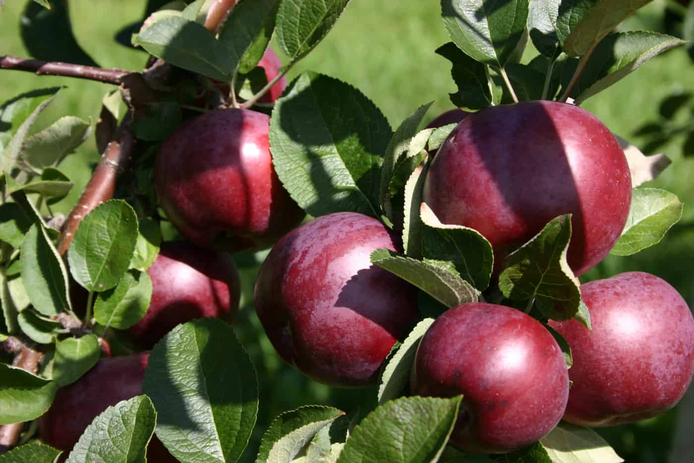 Pommes de l'Abbaye Saint-Benoît-du-Lac