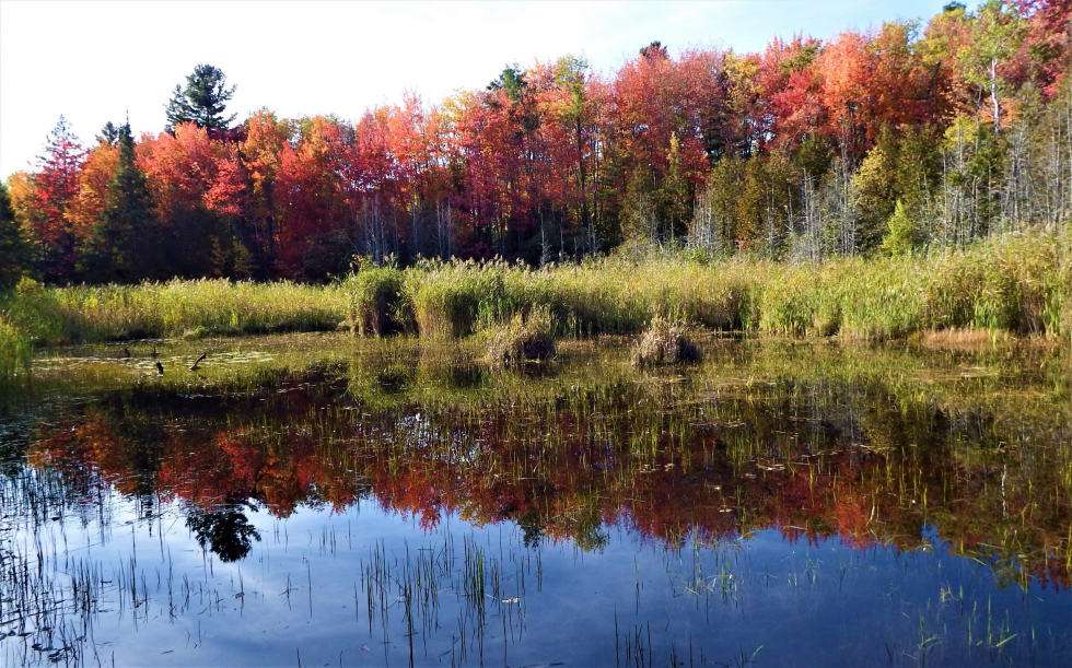 Le Marais de la Rivière aux Cerises avec les arbres aux couleurs d'automne