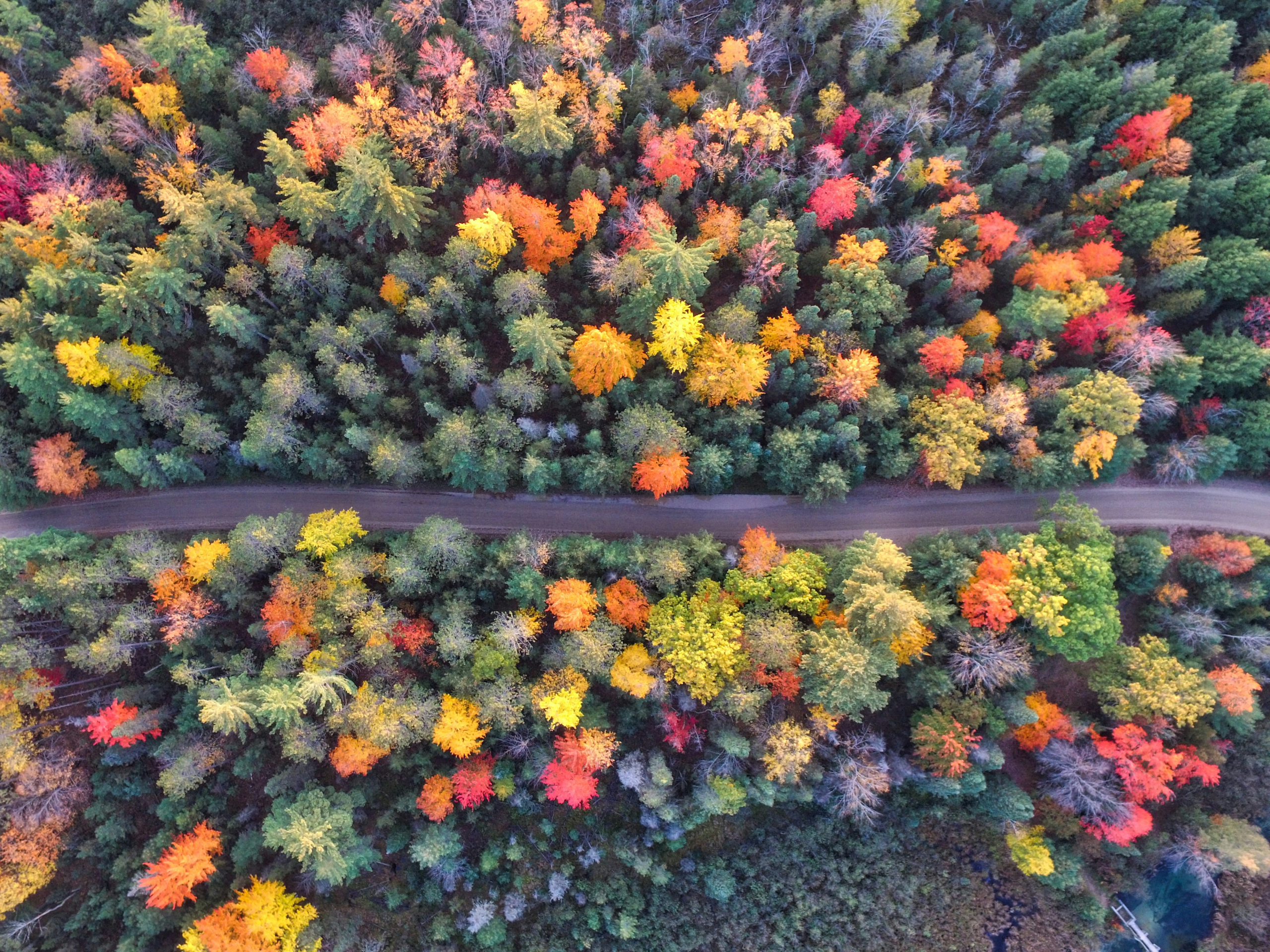 Vue aérienne d'une route et des arbres en automne.