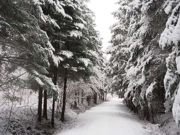 Photo du Sentier Nature Tomifobia en hiver.