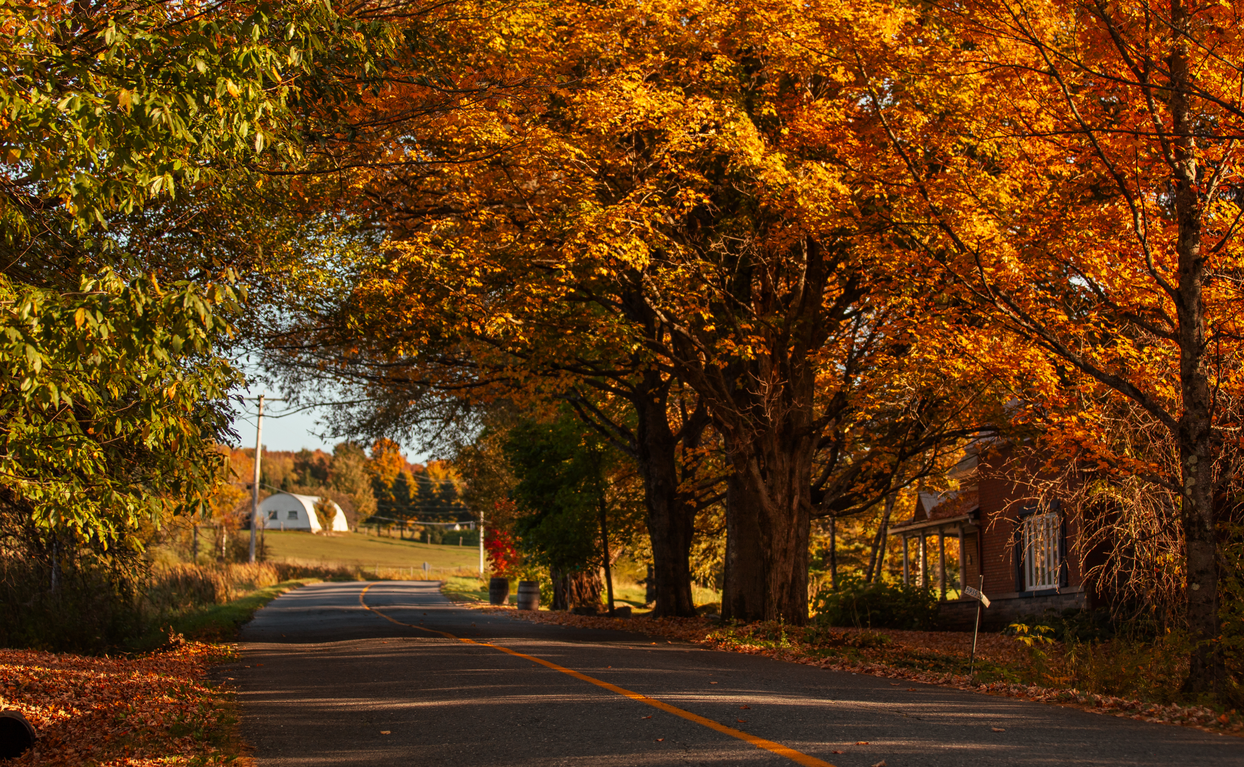 Tunnel d'arbre à l'automne dans la région de Memphrémagog.