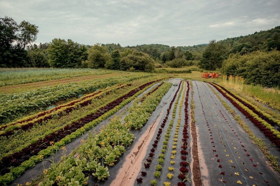 Vue sur les champs des Jardins Bolton dans Memphrémagog.